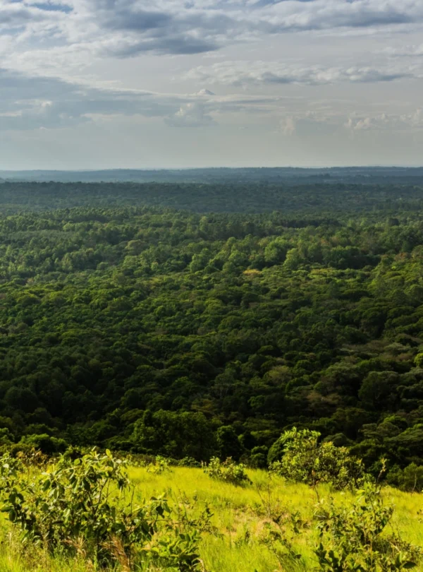 kakamega-forest-national-reserve