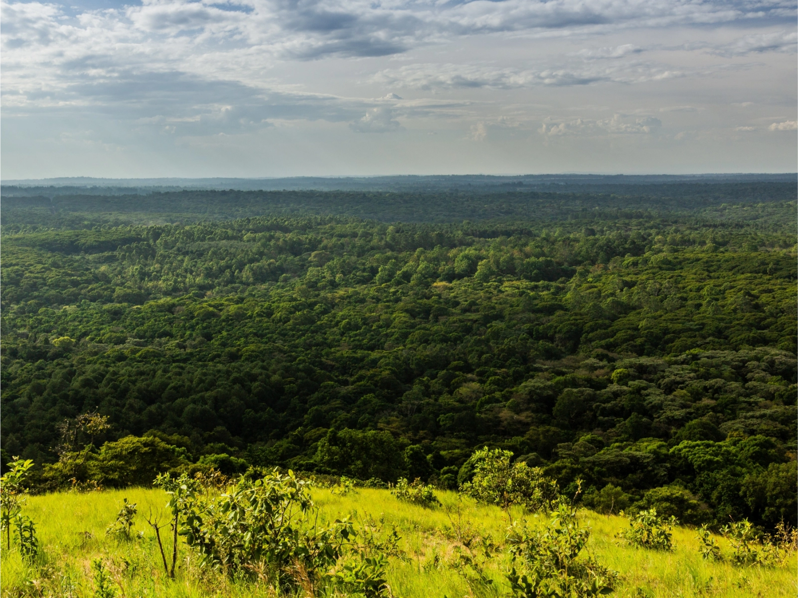 kakamega-forest-national-reserve