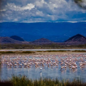 lake-magadi-flamingos-kenya