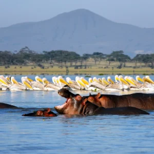 lake-naivasha