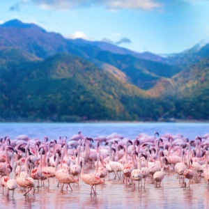 lake-nakuru-national-park