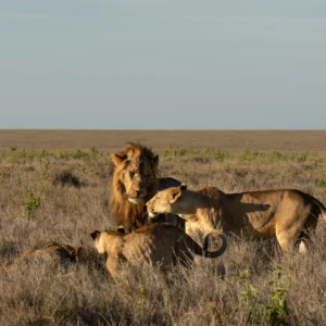lewa-wildlife-conservancy