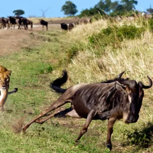 lion-hunting-wildebeest-kenya
