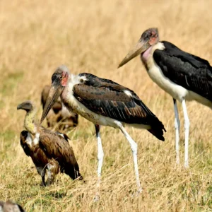 marabou-stork-serengeti-tanzania