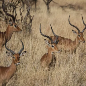 meru-national-park