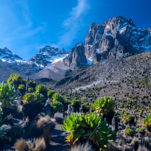 mount-kenya-giant-groundsels-rocky-peaks