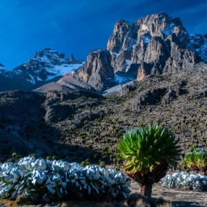 mount-kenya-green-lobelia