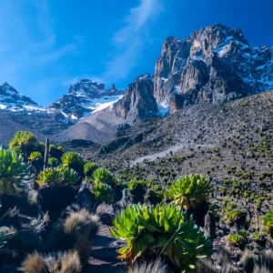 mount-kenya-lobelias-kenya