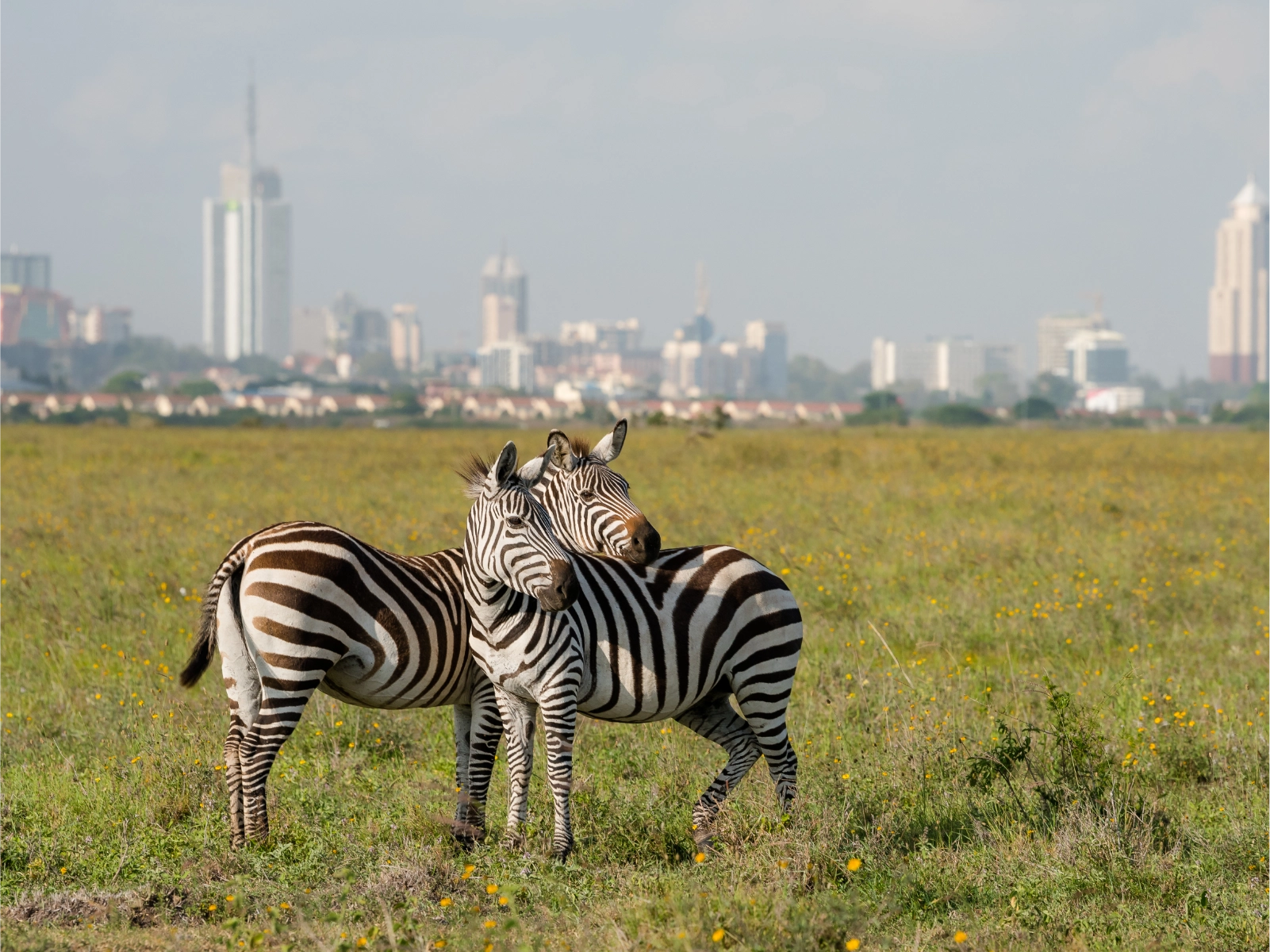 nairobi-national-park