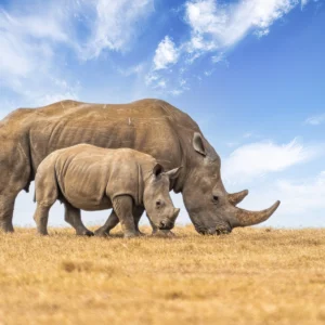 ol-pejeta-conservancy