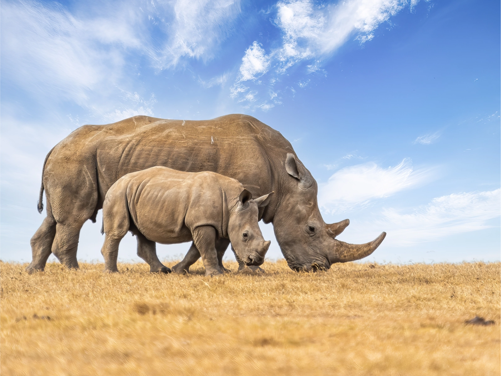 ol-pejeta-conservancy