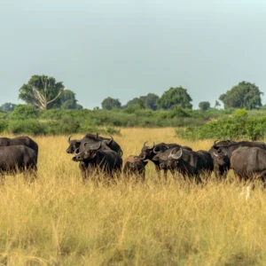 queen-elizabeth-national-park