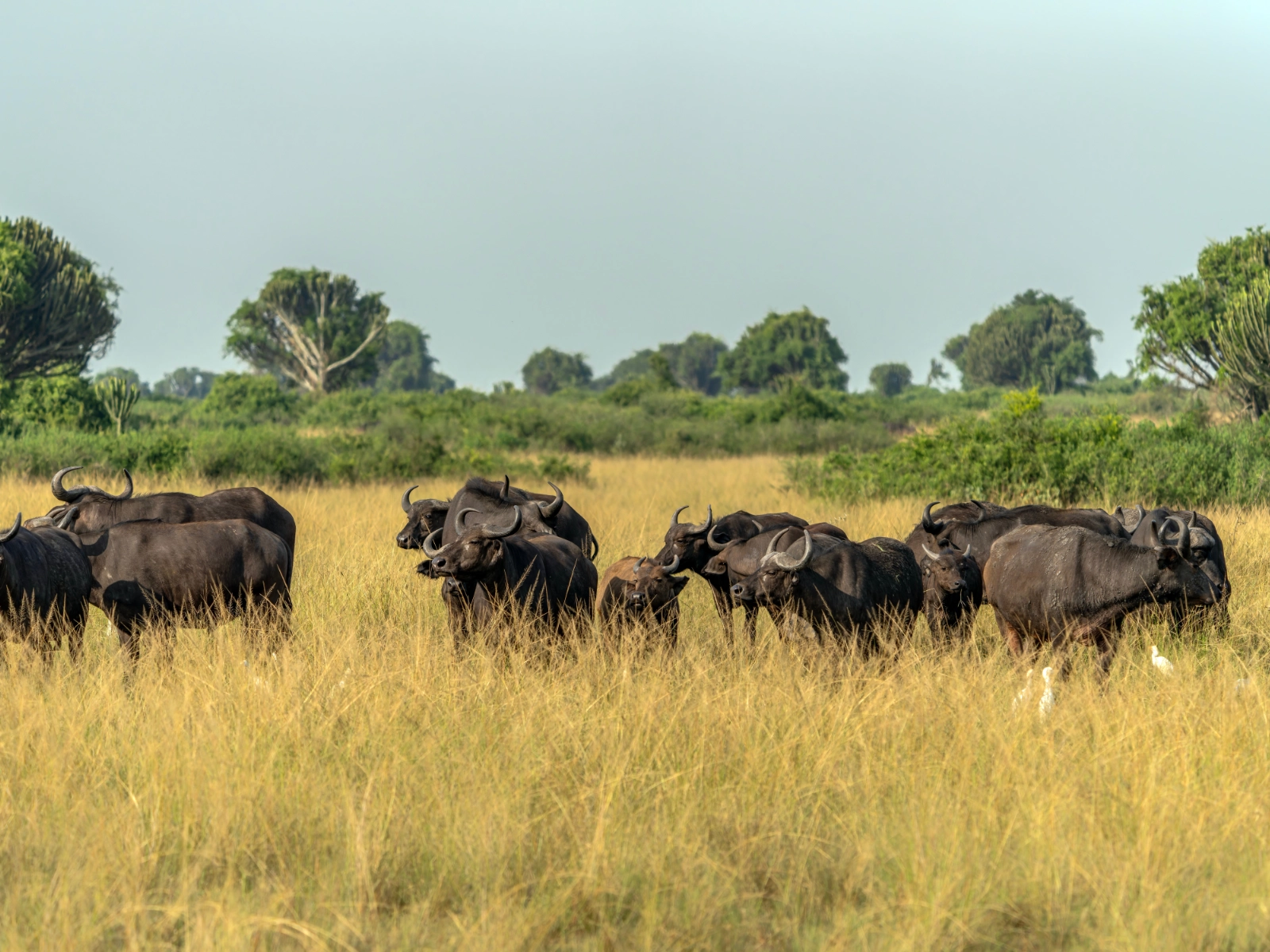 queen-elizabeth-national-park
