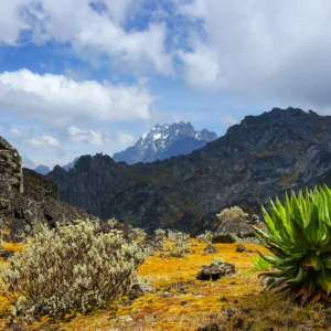 rwenzori-mountains-national-park