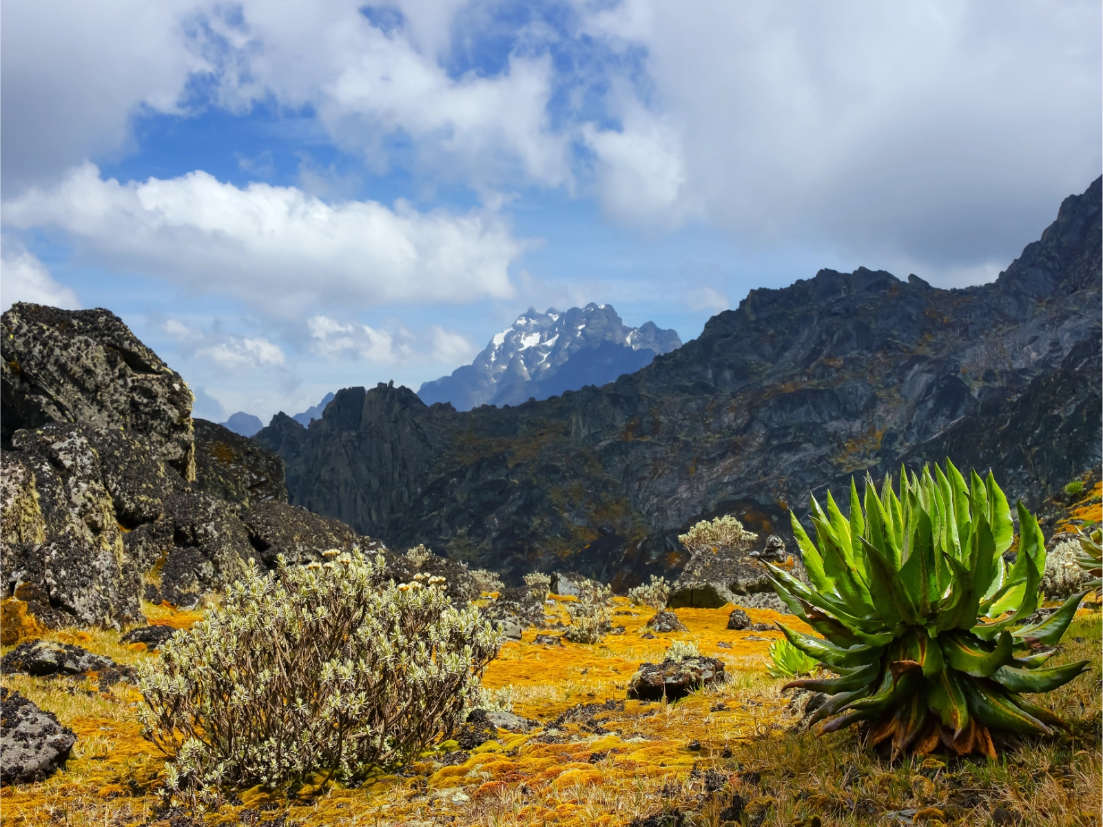 rwenzori-mountains-national-park