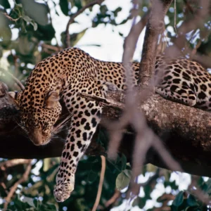 samburu-national-reserve