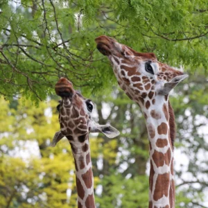 shimba-hills-national-reserve
