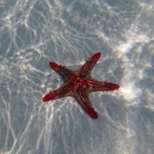 starfish-diani