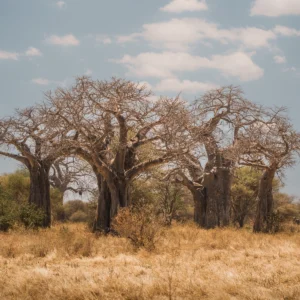 tarangire-national-park