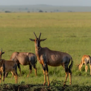 topi-plains-masai-kenya
