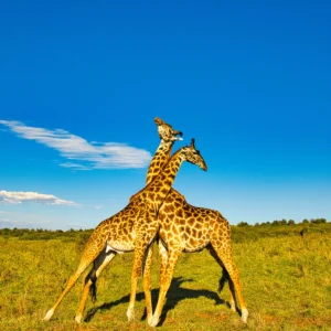 tsavo-east-national-park