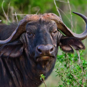 tsavo-west-national-park
