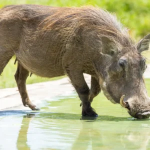 warthog-masai-mara-kenya