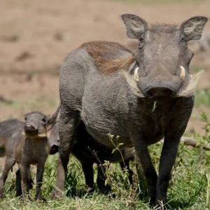 warthog-mother-baby-kenya