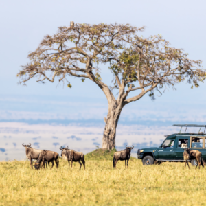wildebeests serengeti