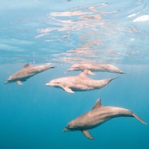 Wild,Dolphins,Underwater.,Cristal,Clean,Water