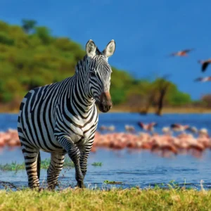zebra-flamingo-park-kenya