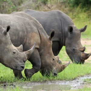 ziwa-rhino-sanctuary