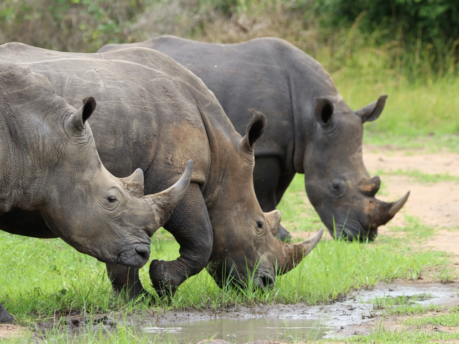 ziwa-rhino-sanctuary